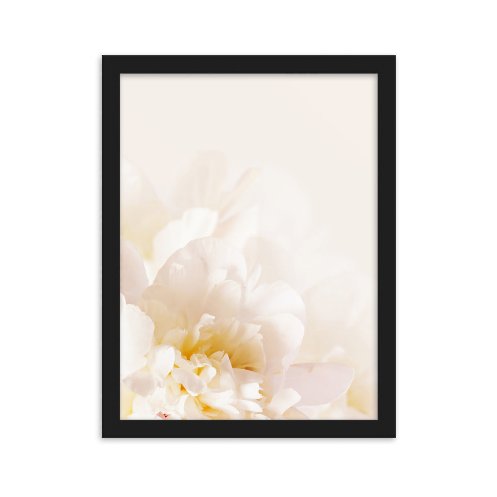 Peonija mīlestībai- balta