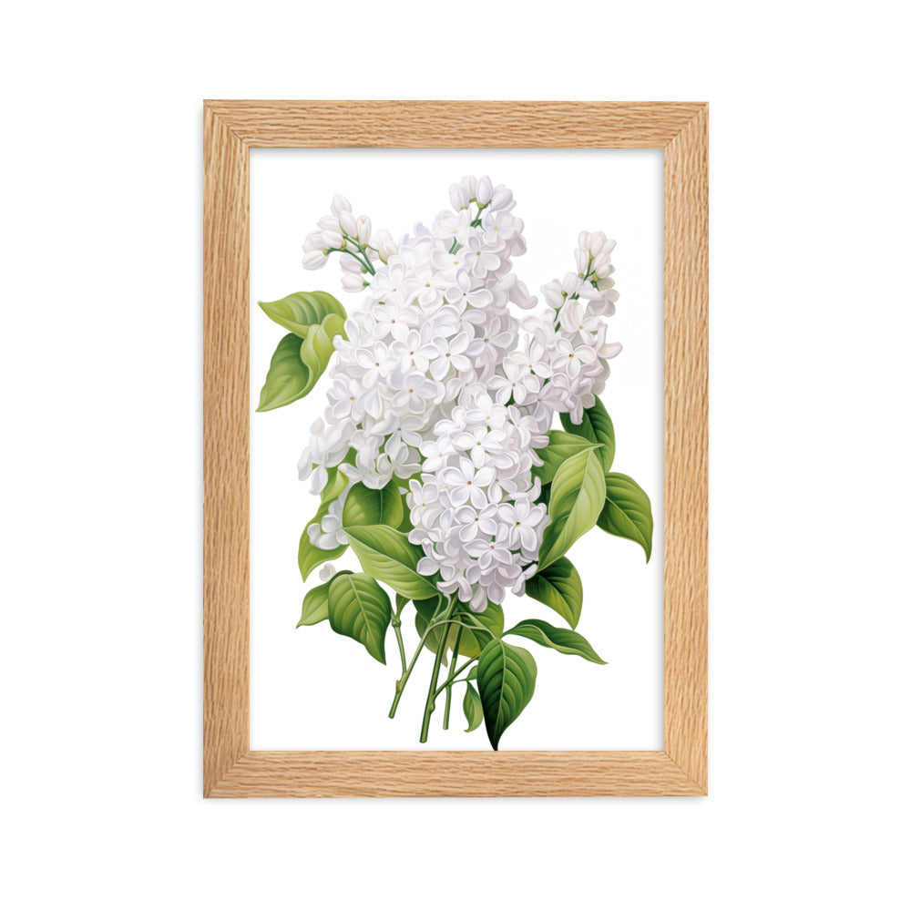 Laimīgais ceriņš- balts