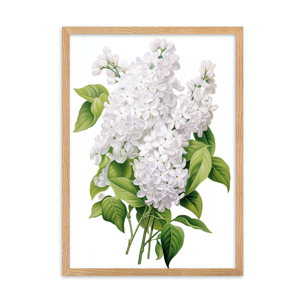 Laimīgais ceriņš- balts