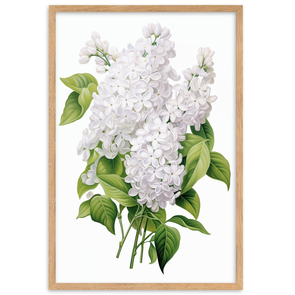 Laimīgais ceriņš- balts