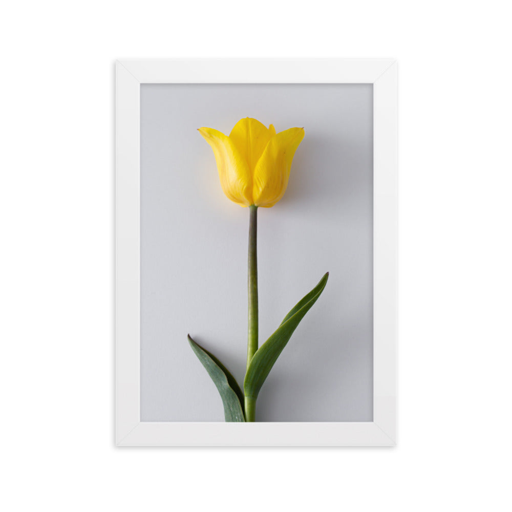 Dzeltena tulpe priekam II