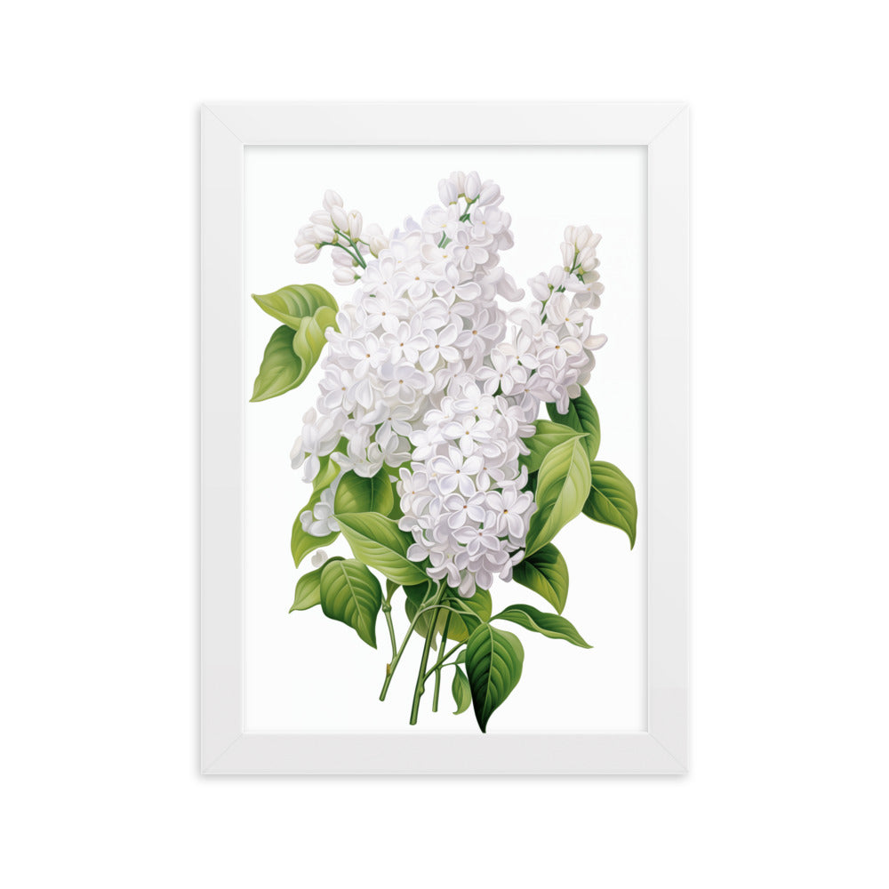 Laimīgais ceriņš- balts