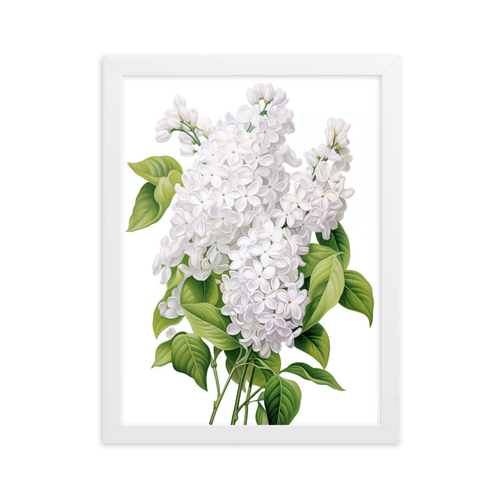 Laimīgais ceriņš- balts